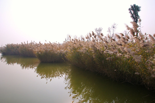 天津静海团泊湿地公园