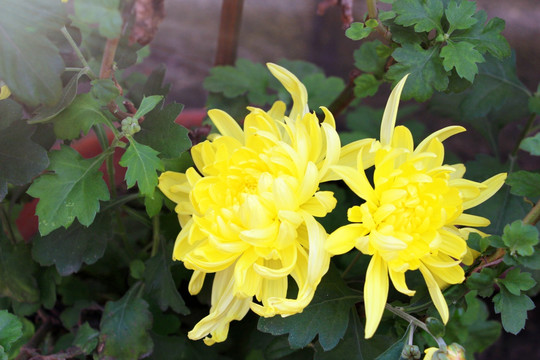 菊花