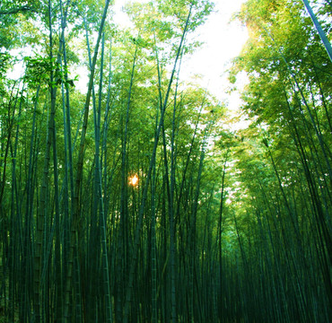 竹林深处（非高清）