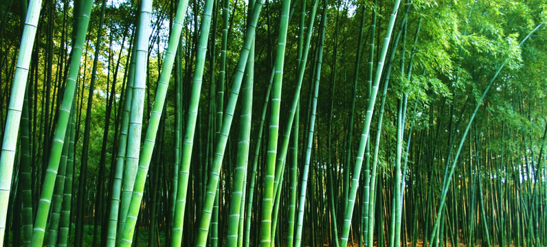 竹林