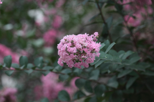 紫薇 痒痒花 痒痒树 紫金花