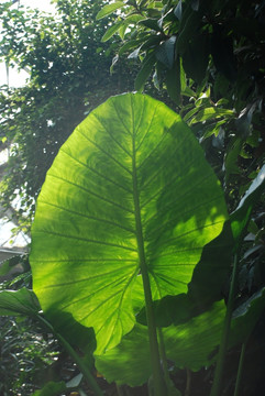 叶 叶子 绿叶 枝叶 植物