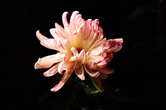 菊
