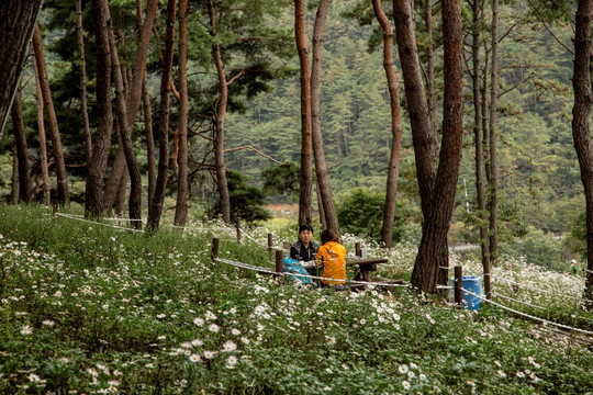 韩国 风光 鲜花盛开