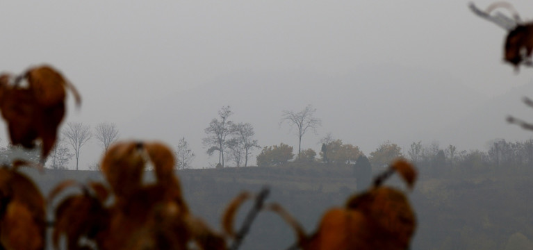 雾里风景