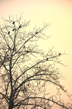 老树与鸟
