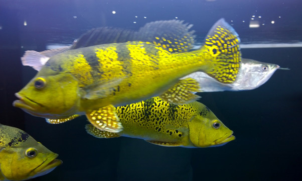 黄金巴西亚鱼