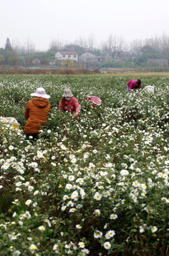 采摘滁州贡菊