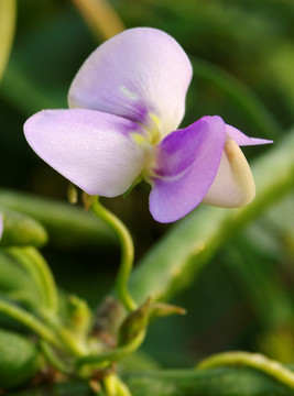 豇豆花