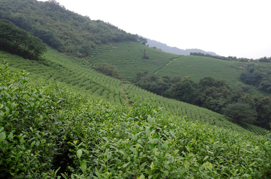 滁州施集茶场