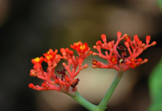秋花 热带花卉 花卉 花瓣