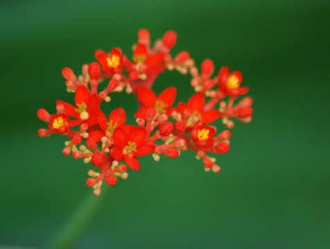 秋花 热带花卉 花卉 花瓣 花