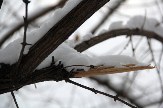 雪中大树