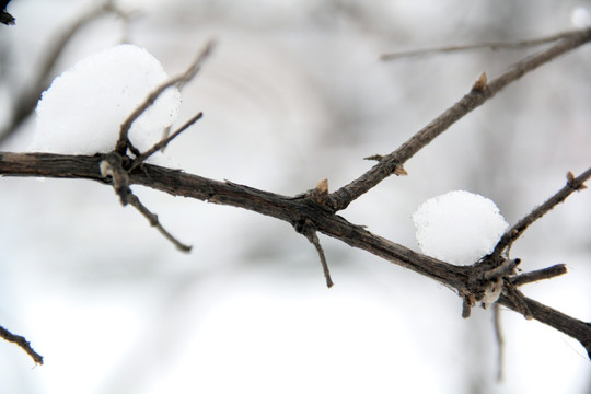 雪球