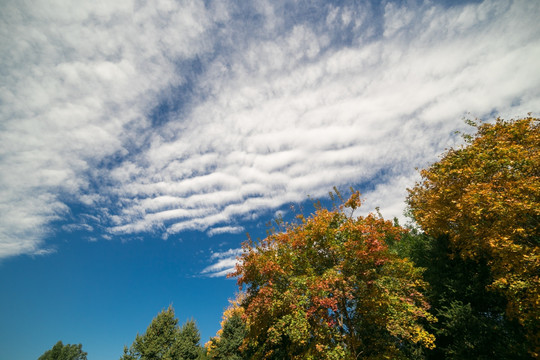 蓝天白云下的秋叶
