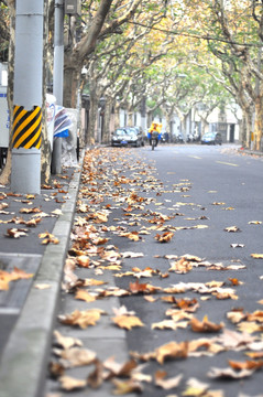 一片 一地 枯叶 秋天 落叶