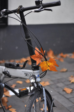 自行车叶子