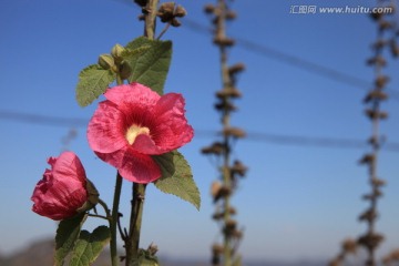 蜀葵