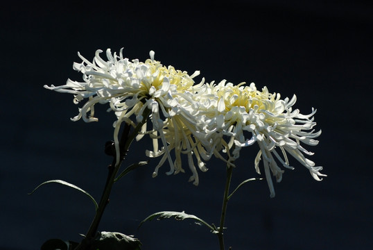 菊花 秋菊 秋花 花卉 花朵