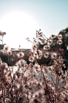 冬景