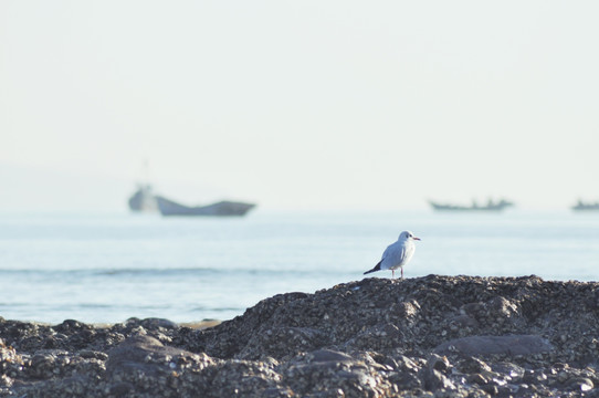 海鸥