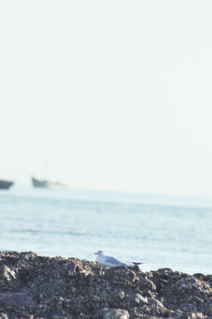 海鸥