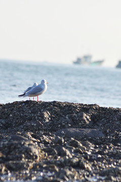 海鸥