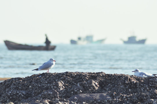 海鸥