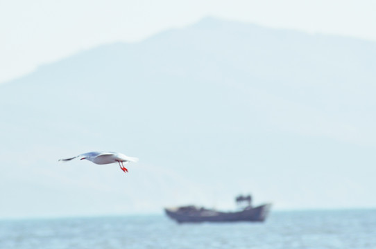 海鸥