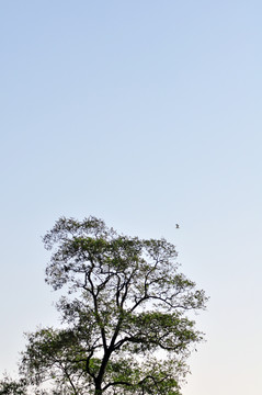 大树