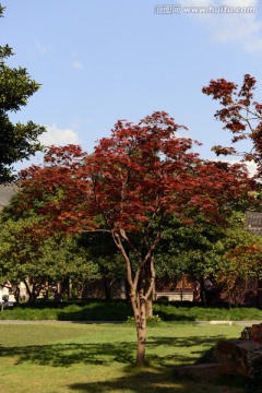 红枫树 个园 江南园林 秋意