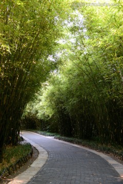 竹林 小路 园林景观