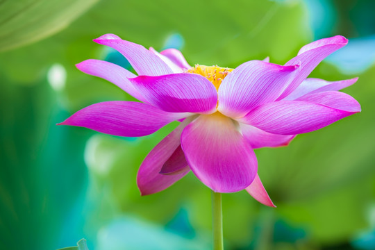 荷花 花卉 植物 水塘 池塘