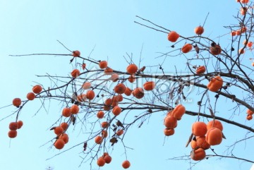 柿子树
