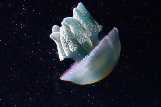 水母 Auralia 海蜇