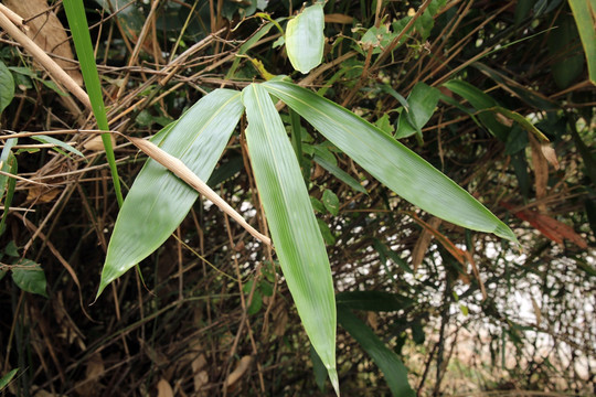 植物 粽子叶 竹箬 素材 配图