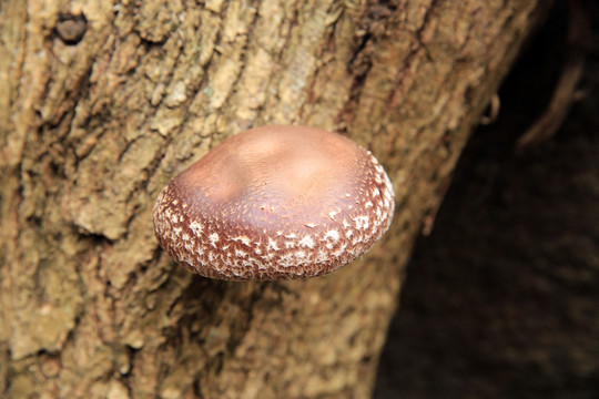 山香菇 菌类 蘑菇 食品 蔬菜