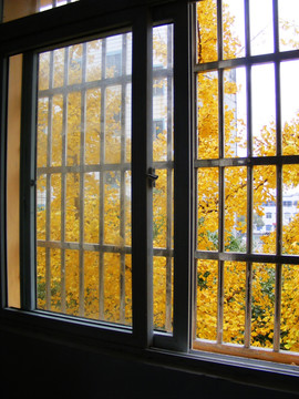 窗子  窗外  银杏树