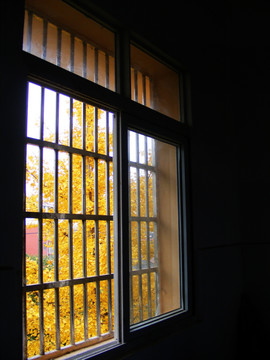 窗子 窗外 银杏树