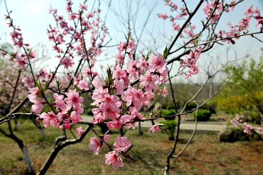 桃花