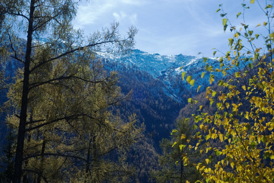 雪山黄叶