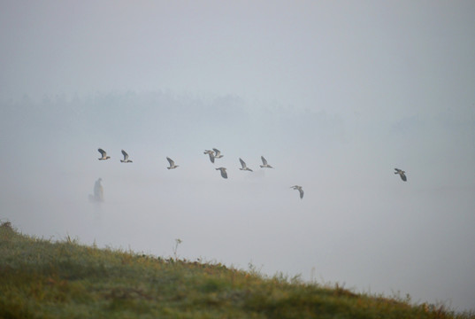 湿地晨雾和鸟