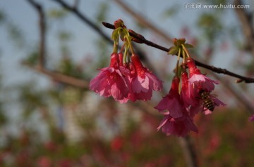 樱花与蜜蜂