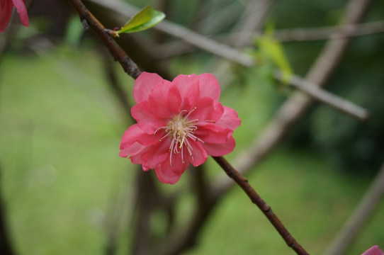 桃花