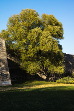 城墙边的古树