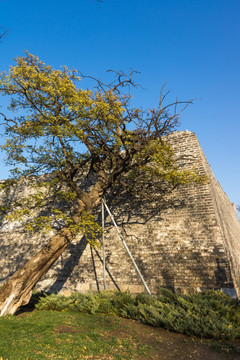 北京古城墙秋色