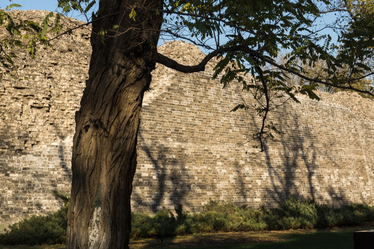 古树城墙