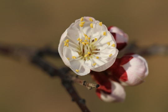 桃花