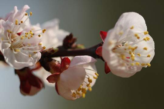 桃花