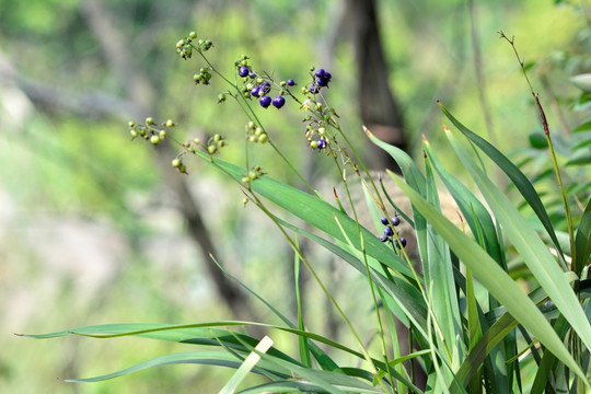 山菅兰